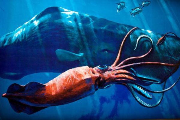 Kraken ссылка krakens13 at